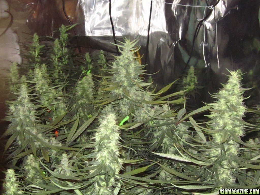 big_colas_fat_buds_013