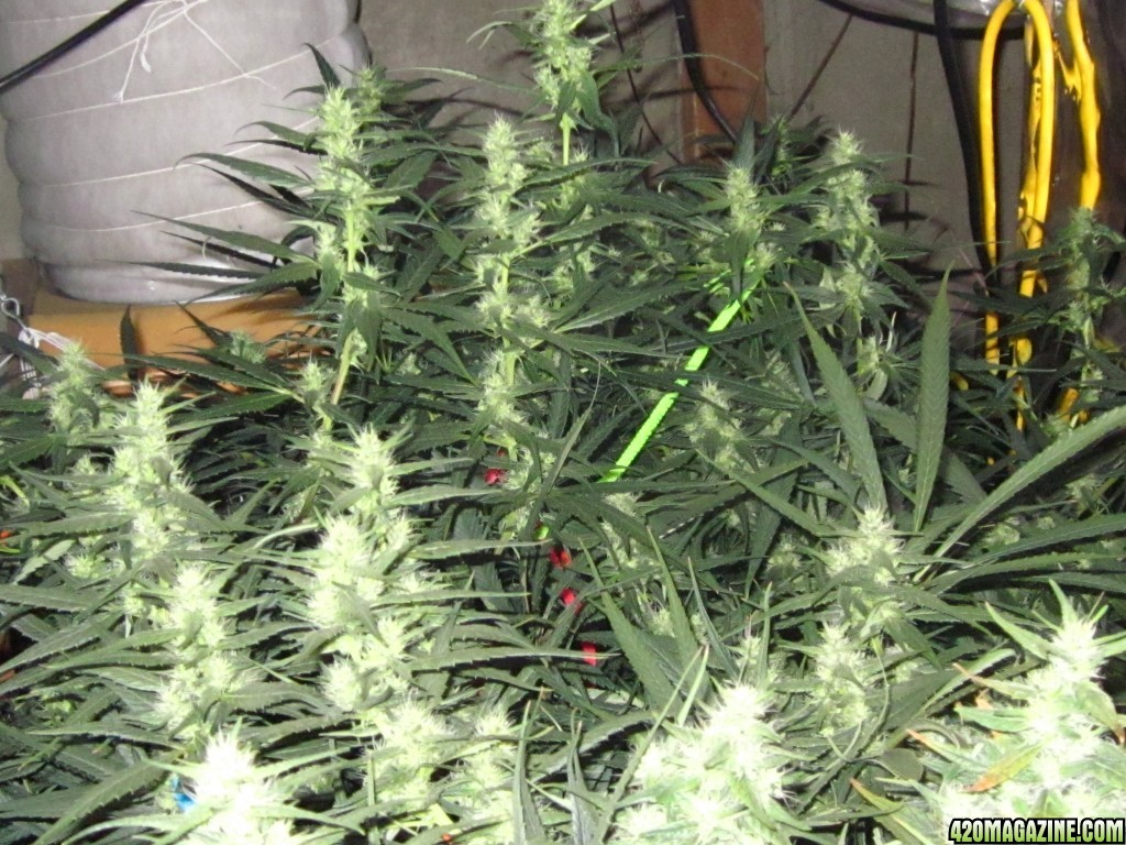 big_colas_fat_buds_014