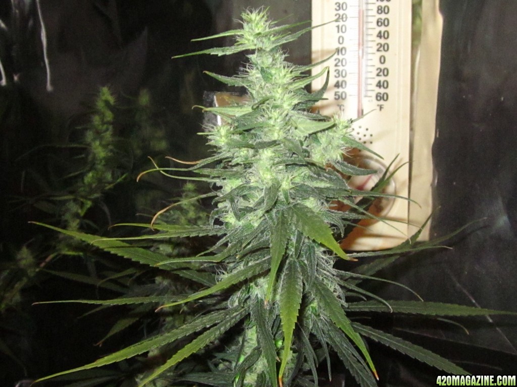 big_colas_fat_buds_015