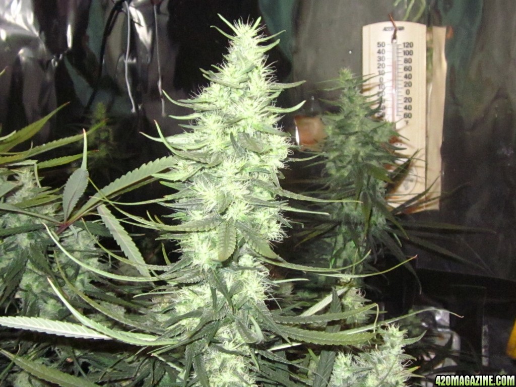 big_colas_fat_buds_016