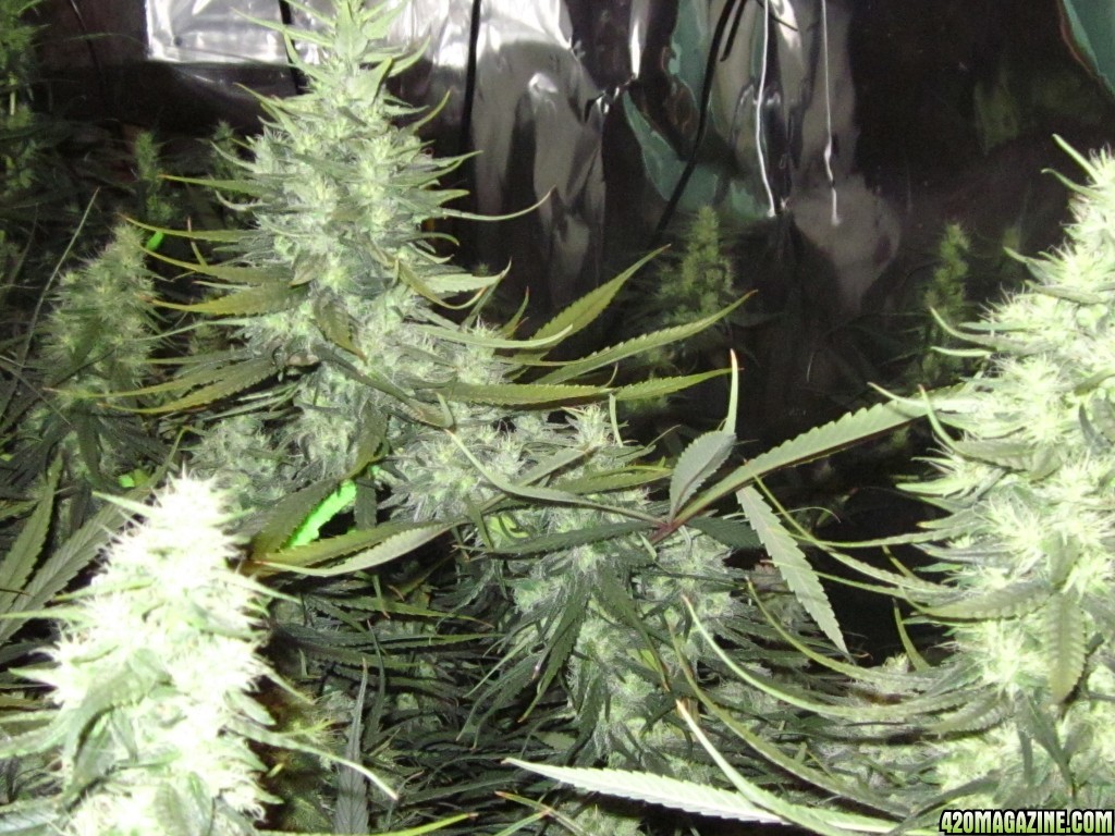 big_colas_fat_buds_017