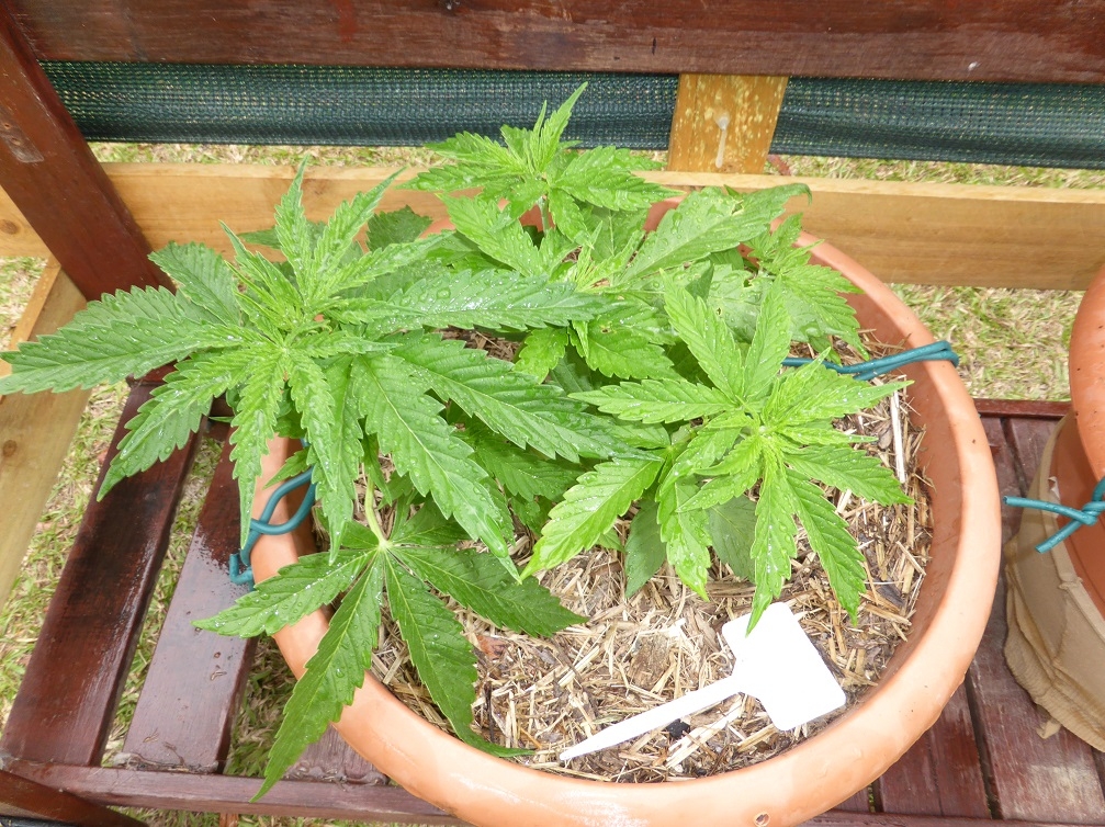 bigbud sept21.jpg