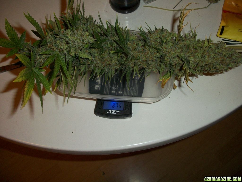 biggest WWxBB harvest