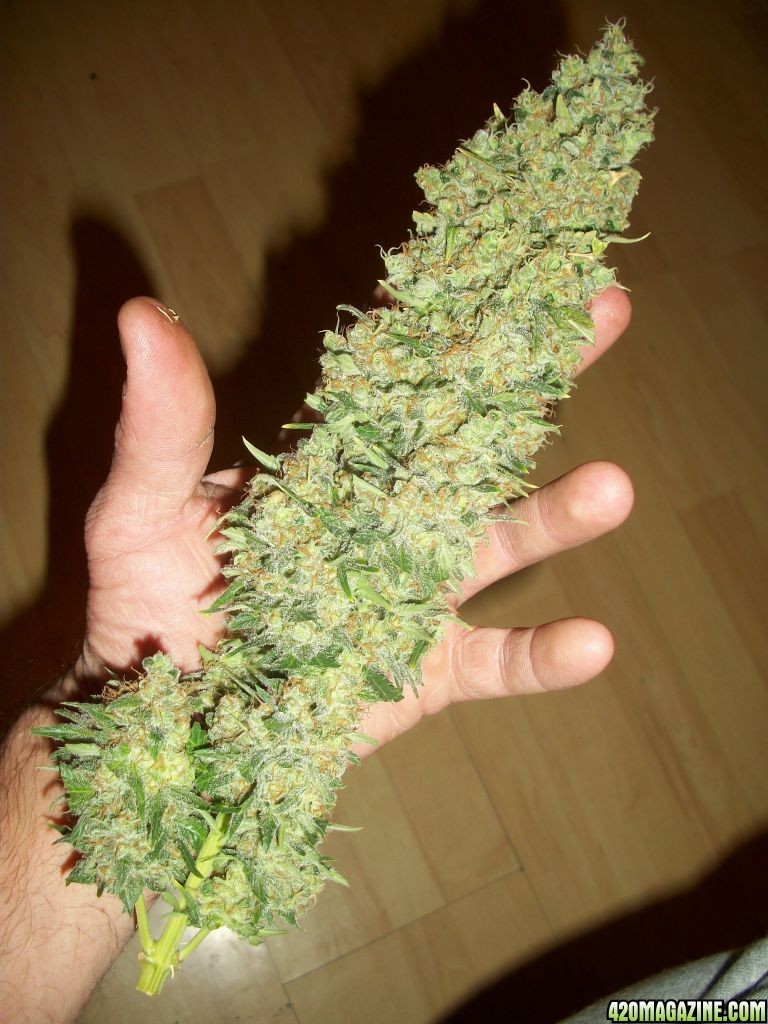 biggest WWxBB harvest