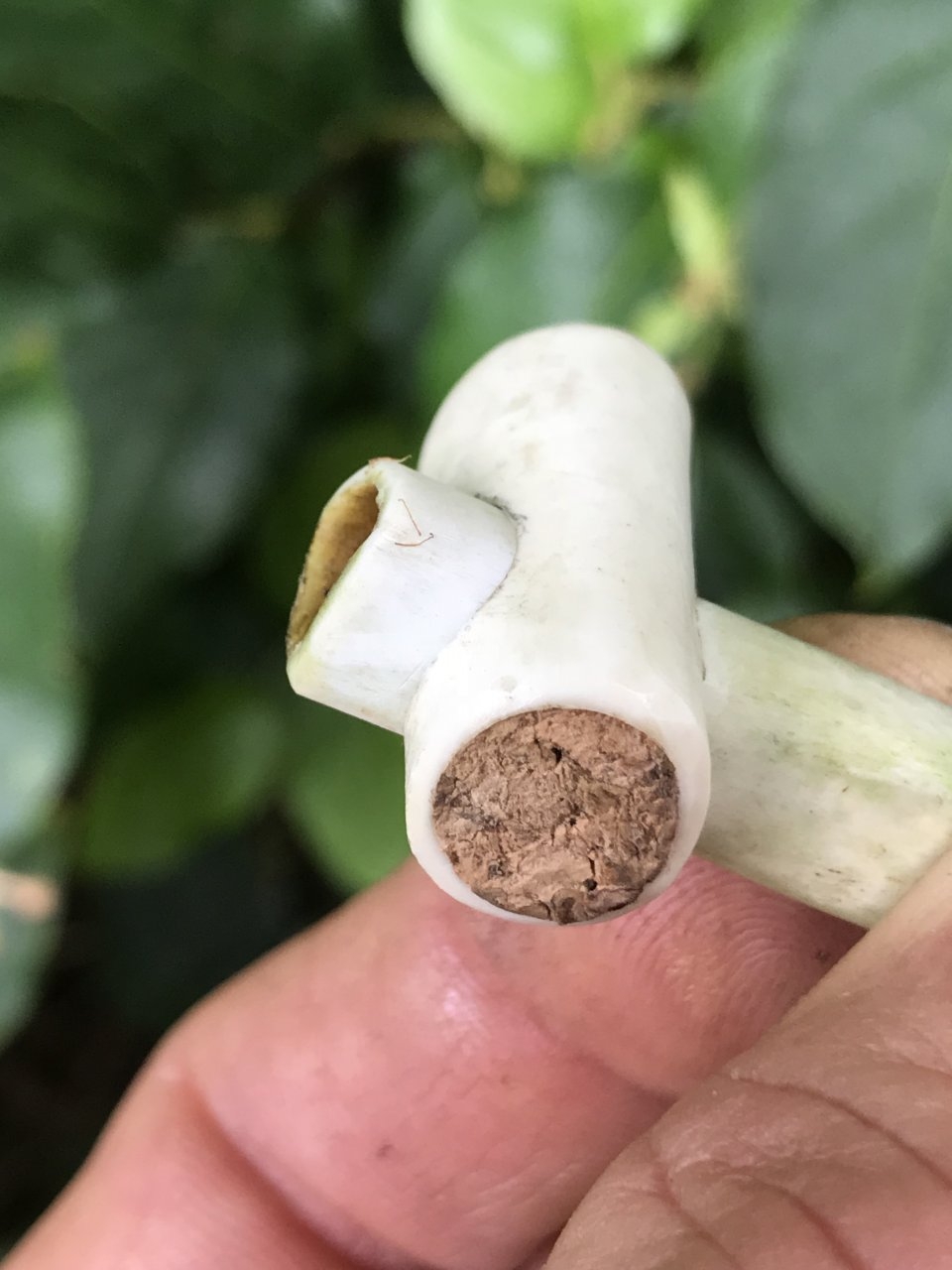 Birdbone pipe