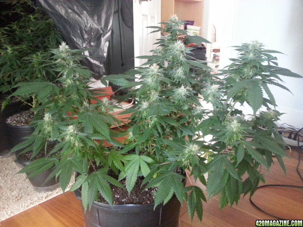 birthday harvest close to flowering