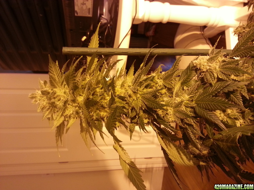 birthday harvest close to flowering