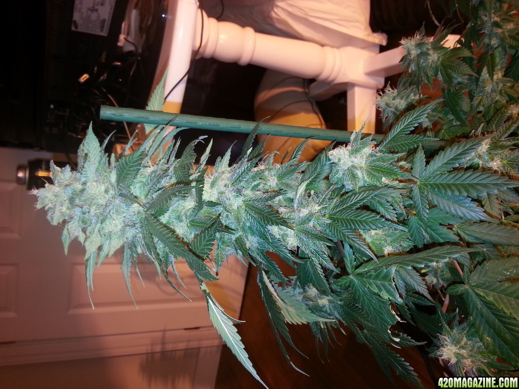 birthday harvest close to flowering