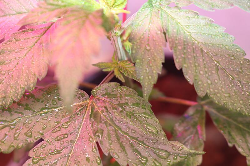 bis-seed-feminized-colliodial-silver-foliar-leaves.jpg