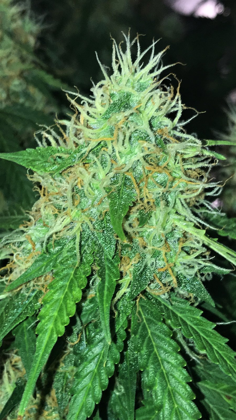 BL bud day 72.JPG