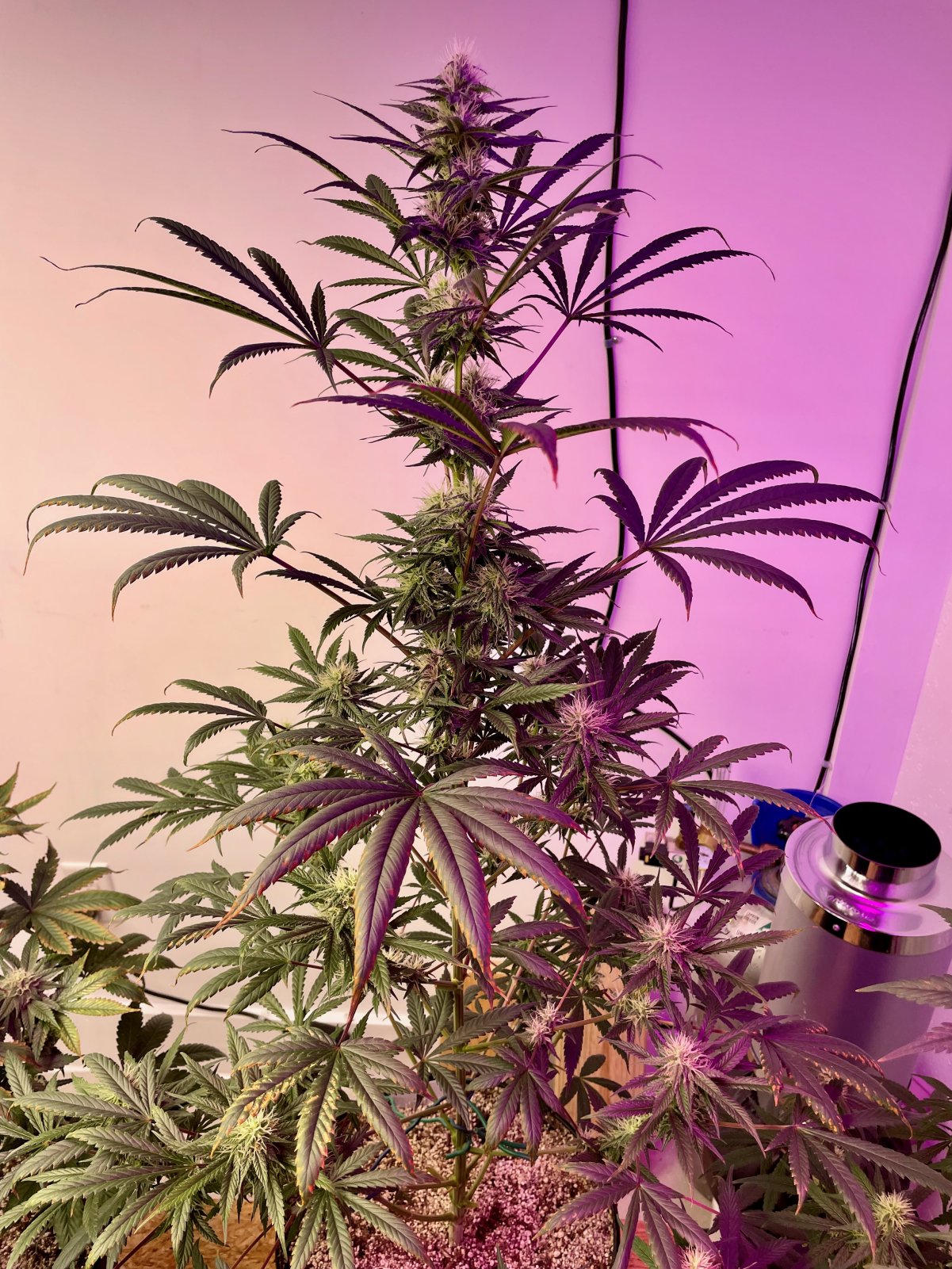 Black Afghani - FD33 - D71 f-seed.jpeg