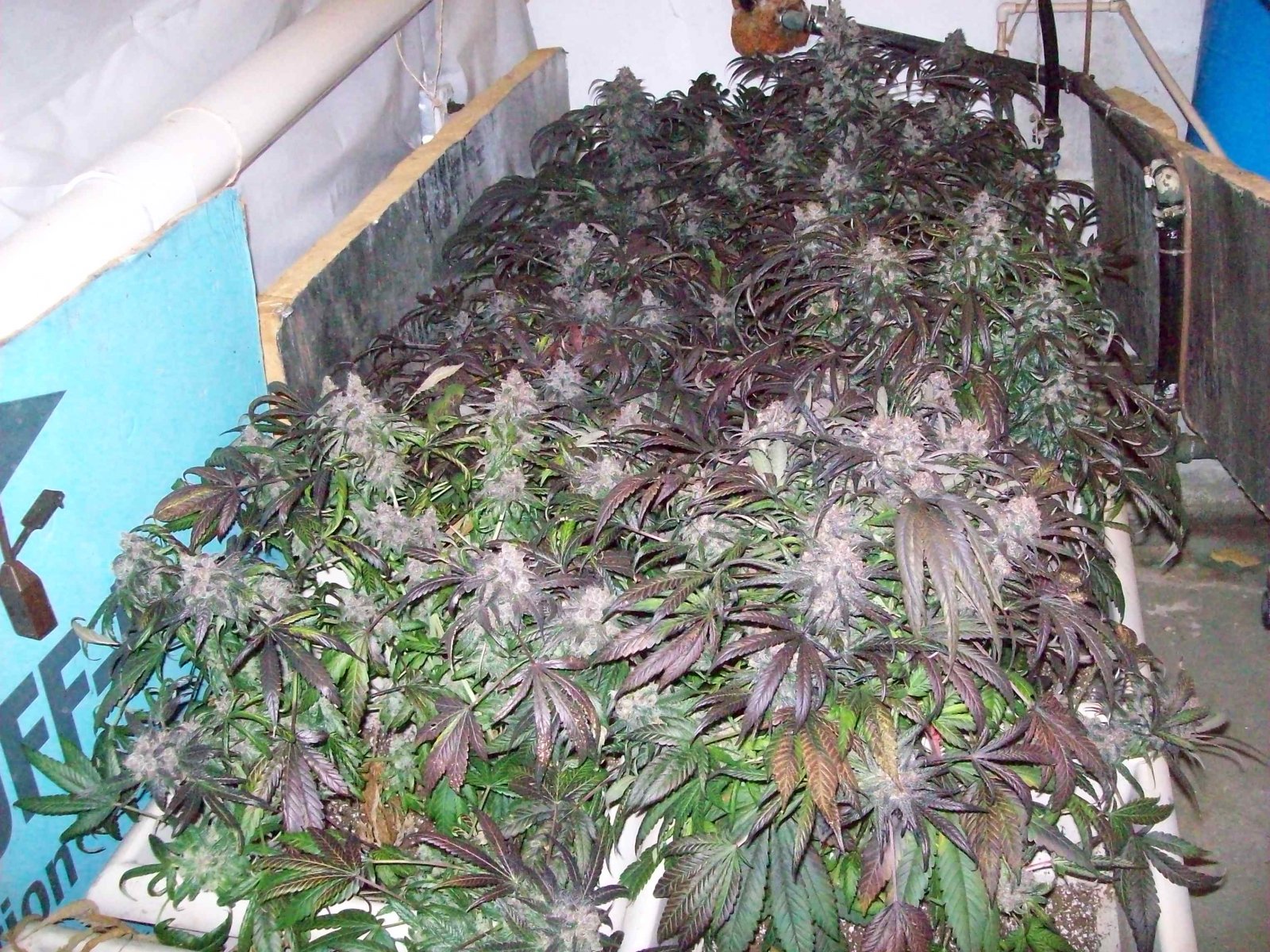 BLACK AFGHANI UTILITY ROOM HARVEST 002.JPG