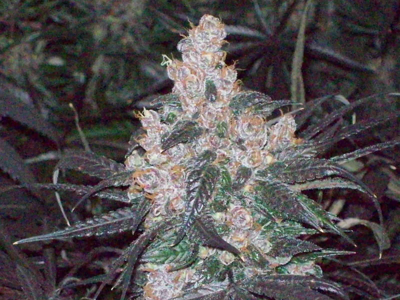 BLACK AFGHANI UTILITY ROOM HARVEST 005.JPG