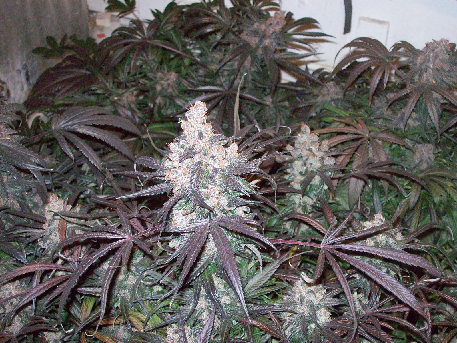 BLACK AFGHANI UTILITY ROOM HARVEST 025.JPG