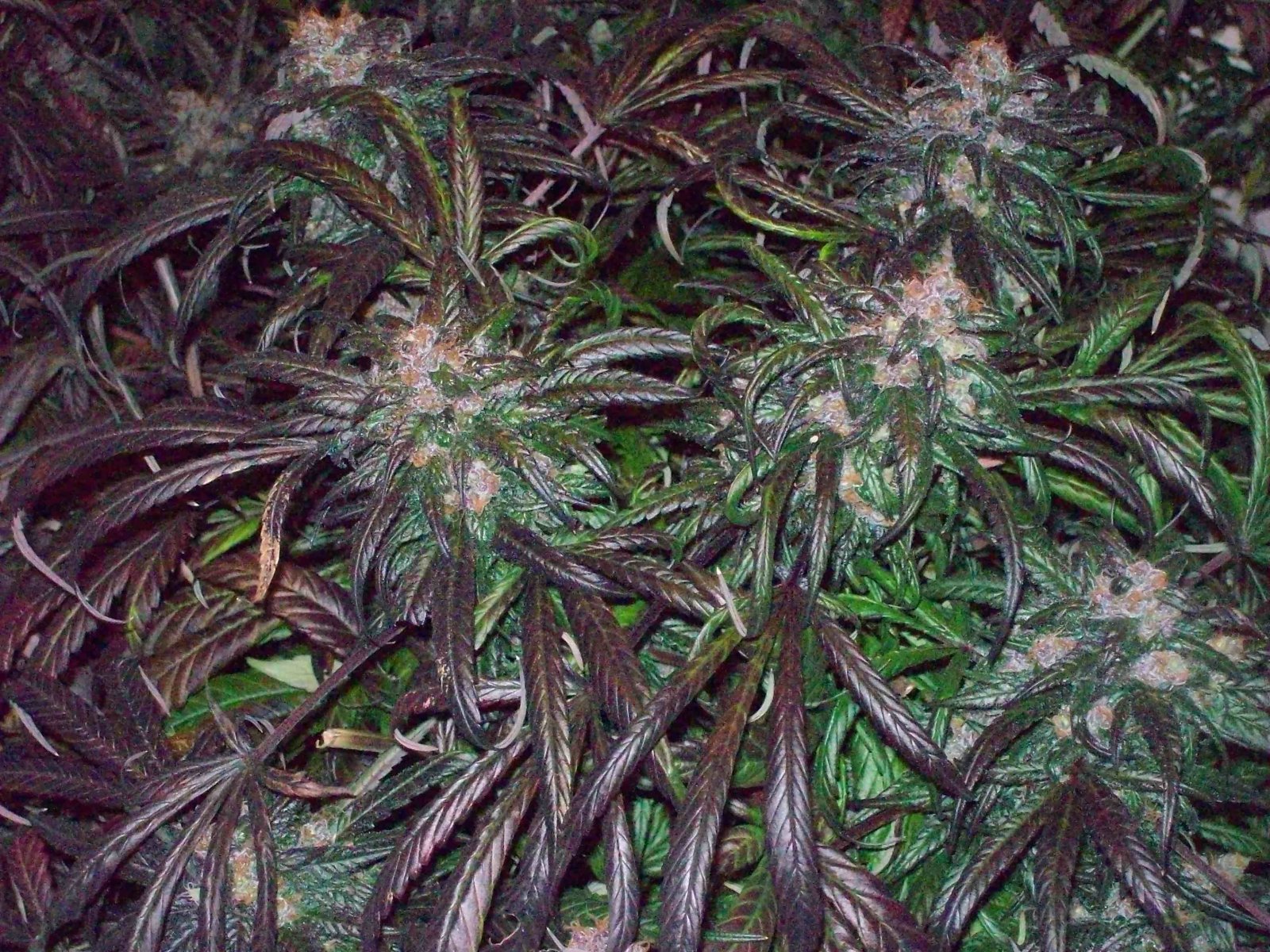 BLACK AFGHANI UTILITY ROOM HARVEST 030.JPG