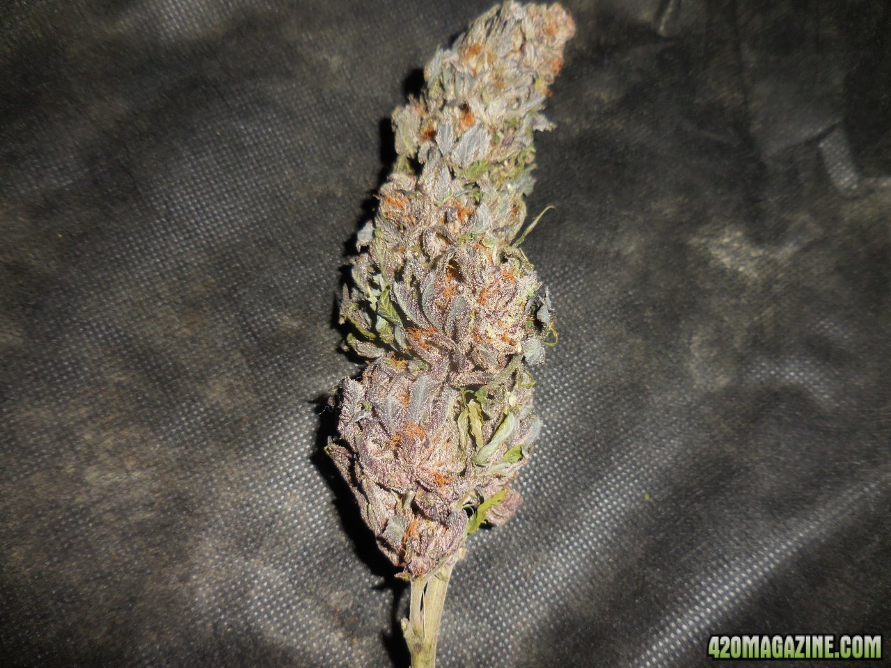 Black Cherry Punch nugs!! 001.jpg