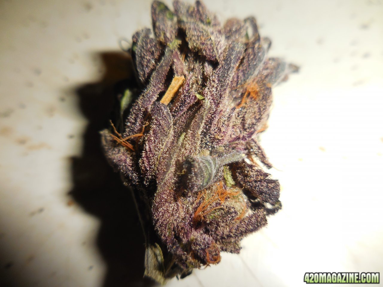 Black Cherry Punch nugs!! 005.jpg