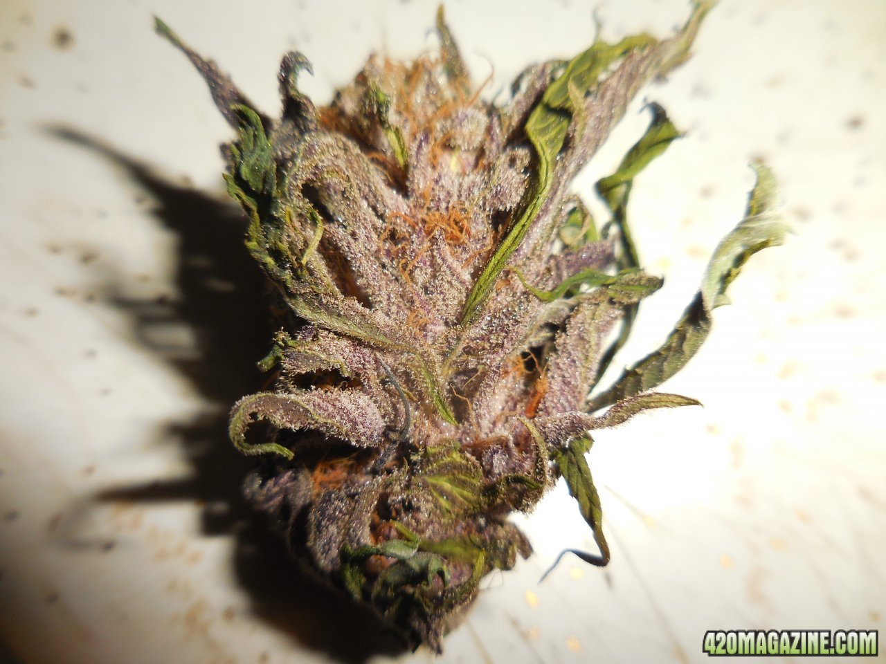 Black Cherry Punch nugs!! 006.jpg