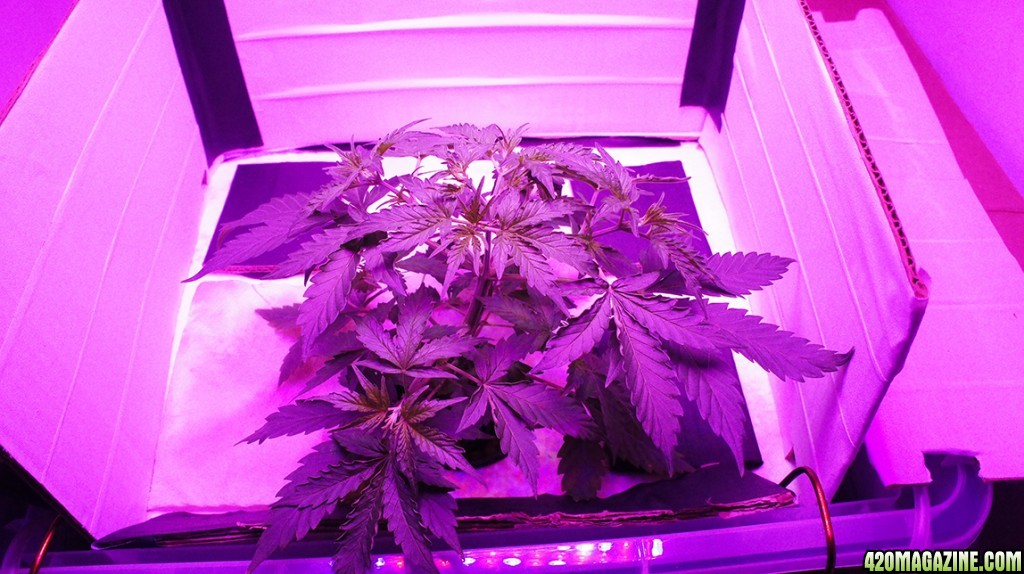 Black Cream Auto - DWC - Day 26