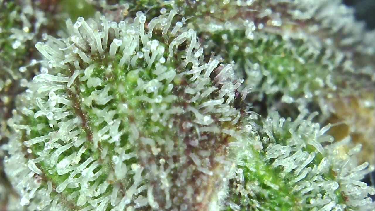 Black Cream trich 2-3-22 Day 83.jpg