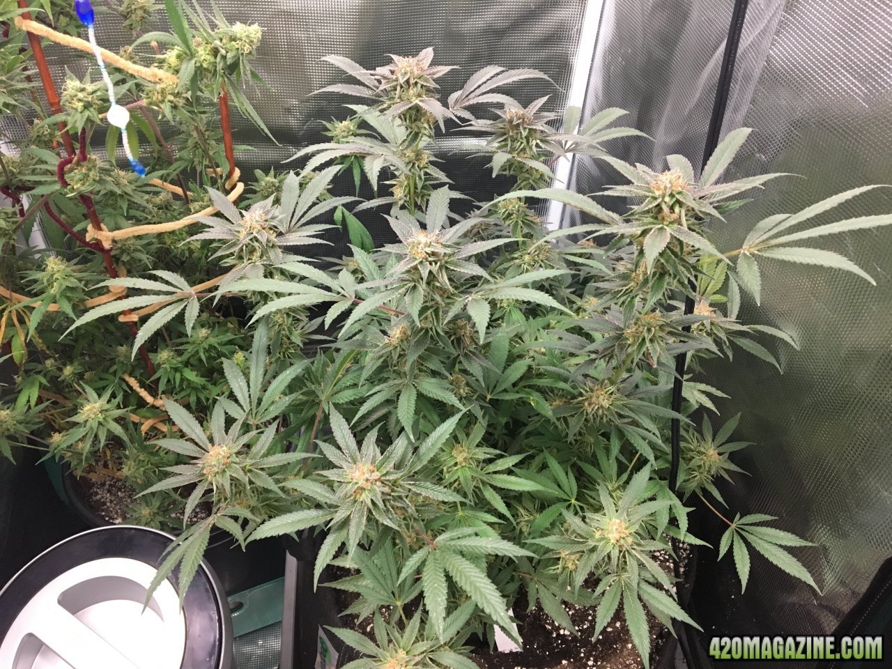 Black D.O.G. (Day 97, flip + 48)