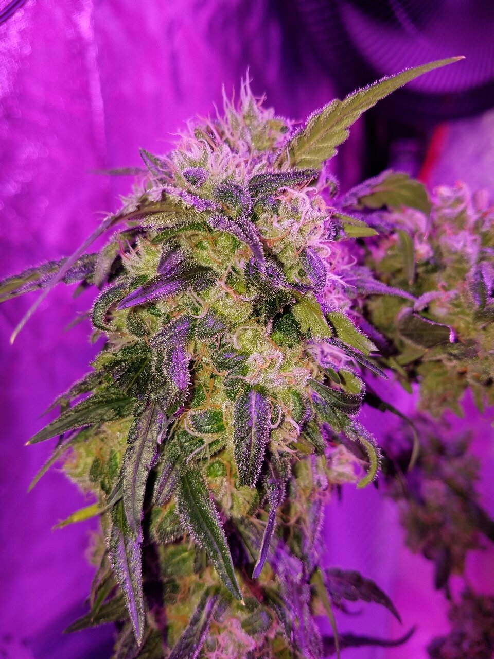 black dom. final flush...