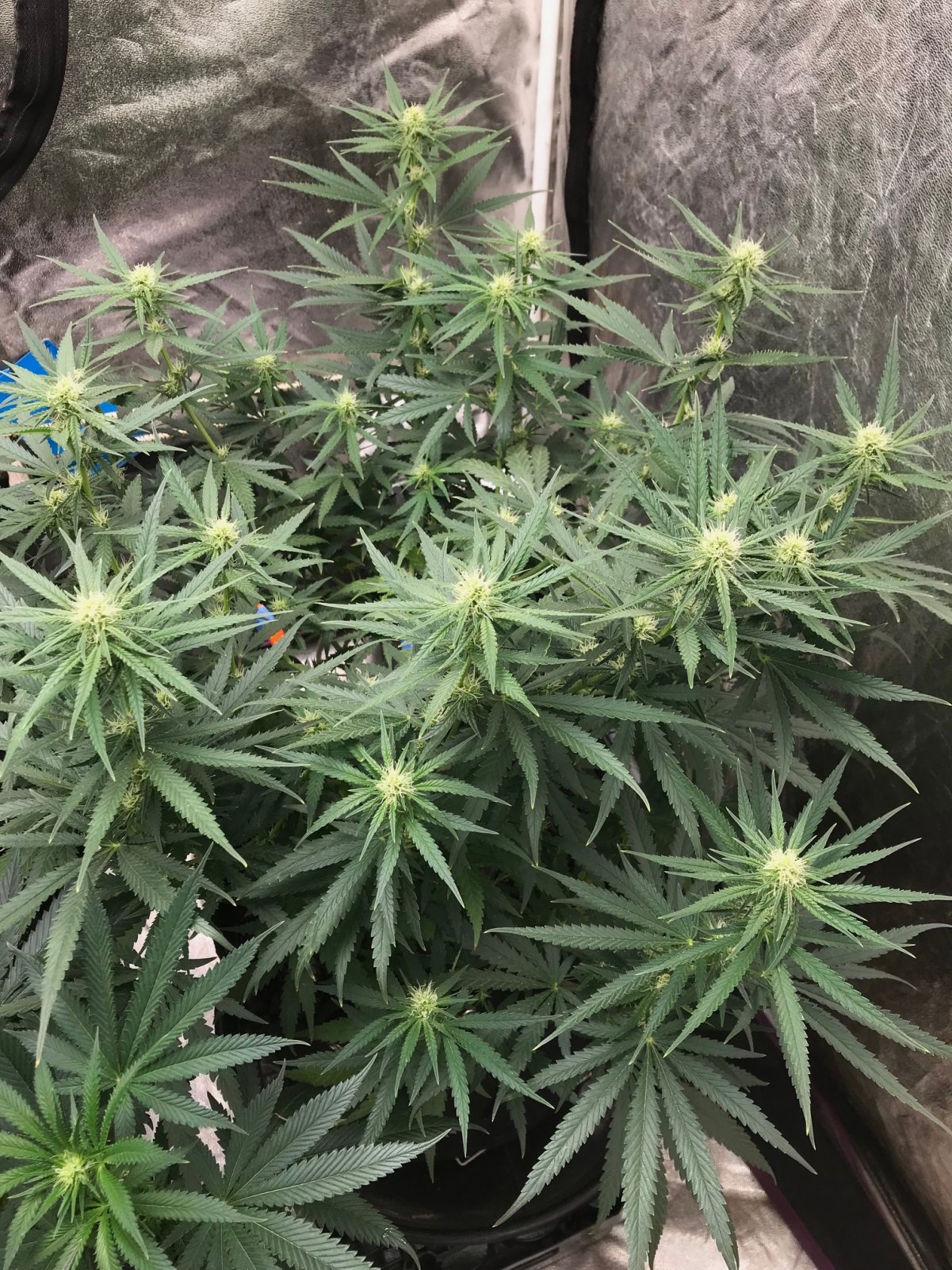 Black Domina 4-17-22 Flip 21.jpg