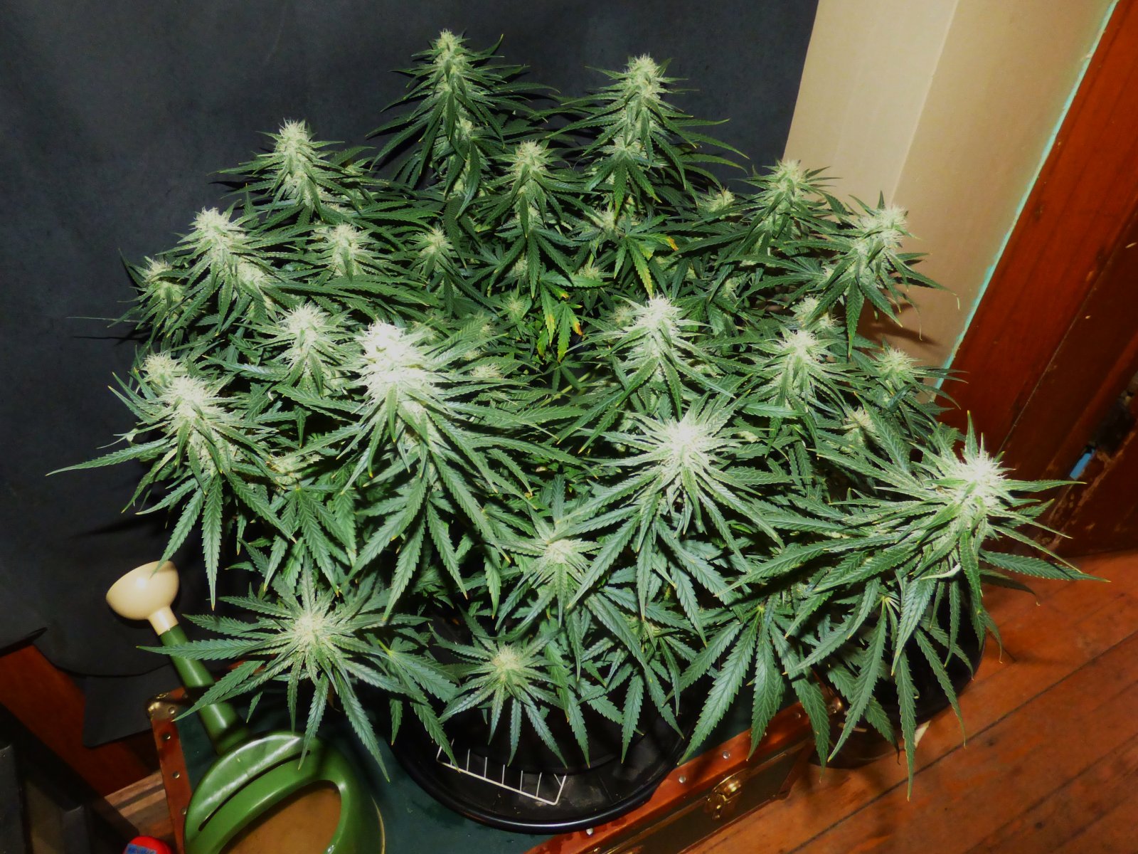 Black Domina 5-1-22 F35.JPG