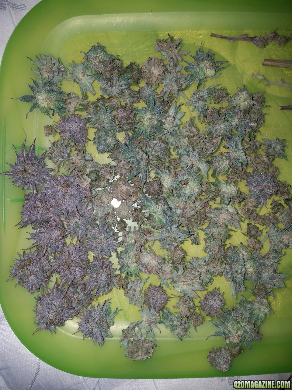 Black domina harvest