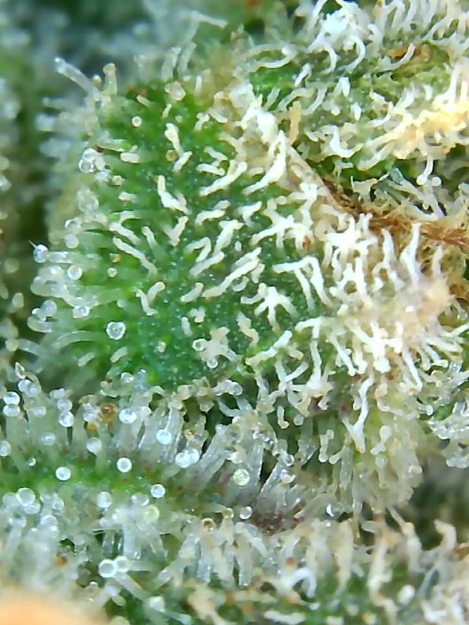 Black Domina x Early Pearl x Skunk-Big Bull-Trichomes