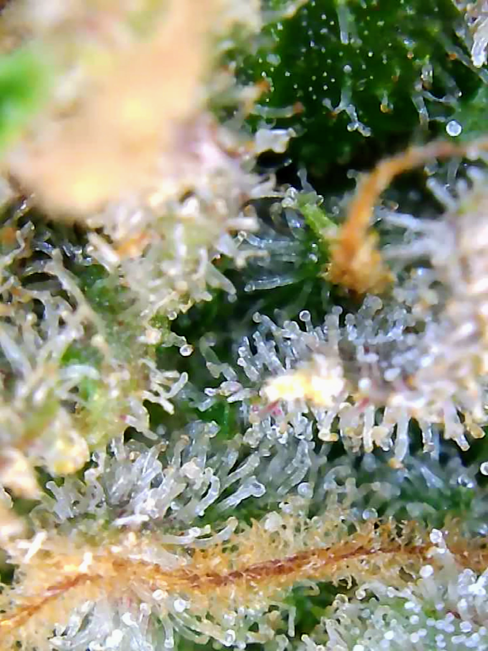 Black Domina x Early Pearl x Skunk-Big Bull-Trichomes