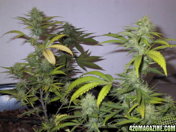 black domina x white widow