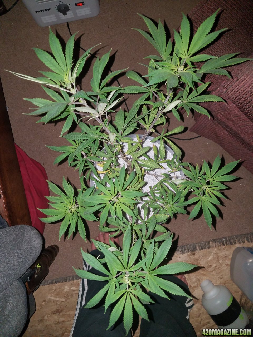 Black Domina x with male Hindu Kush Skunk