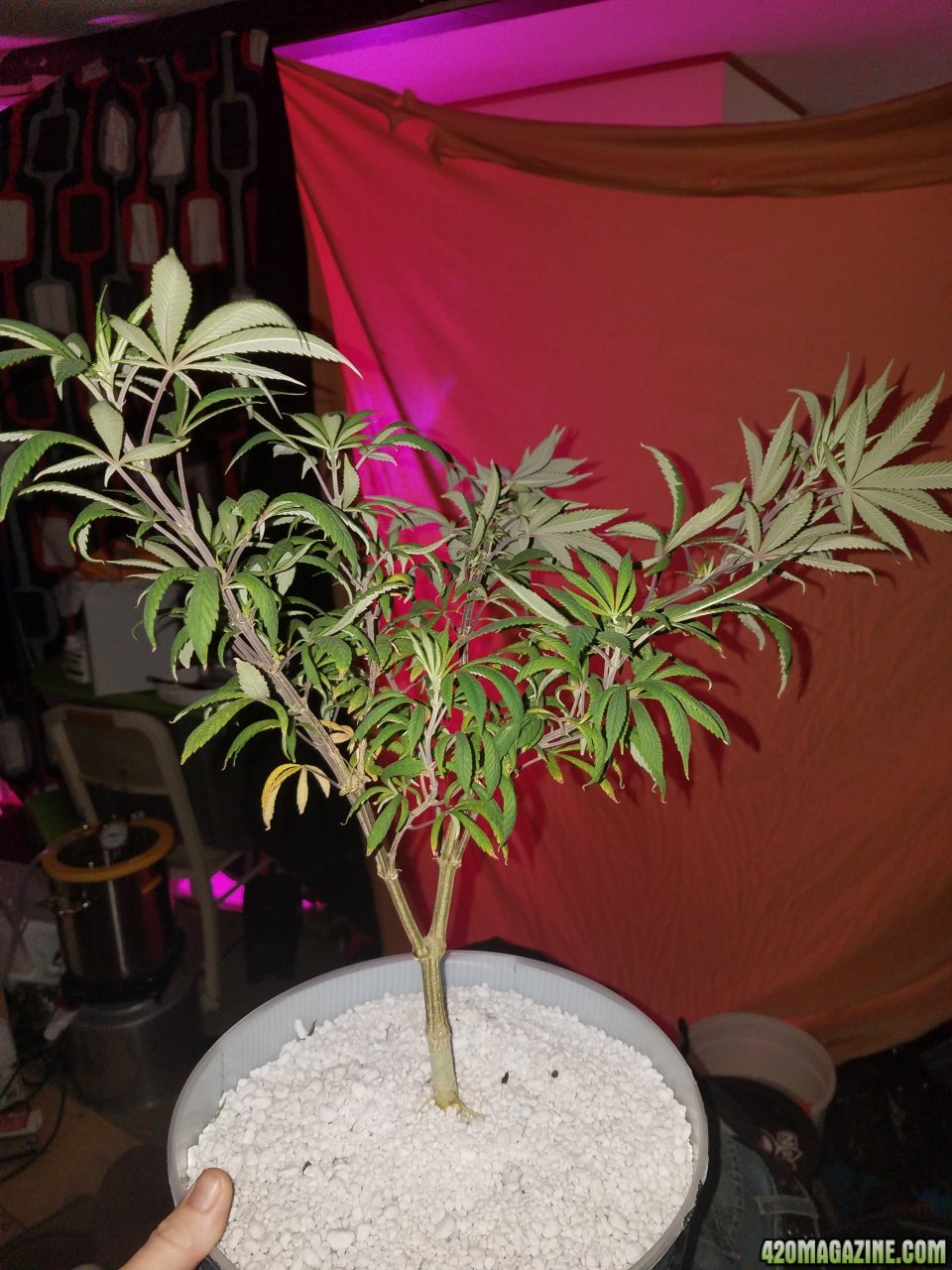 Black Domina x with male Hindu Kush Skunk