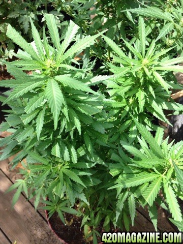 Black Indica--Side-Bending, Topping, and Pruning