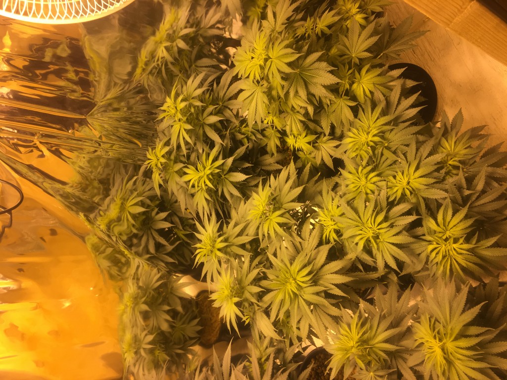 Black indica week 2