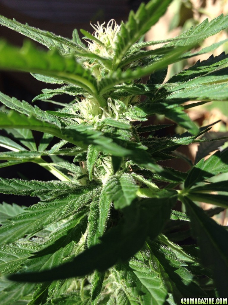 Black Indica--Week Four Outdoor Flowering at 6500 Ft.