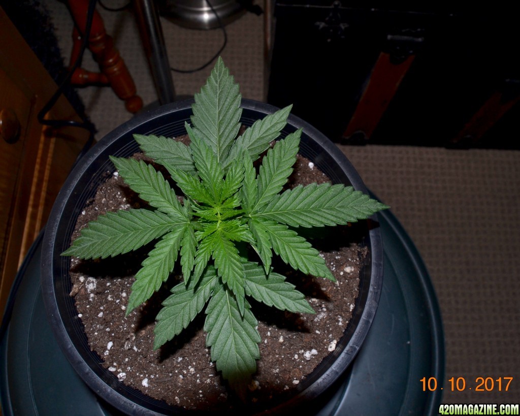 black jack 16 days above soil