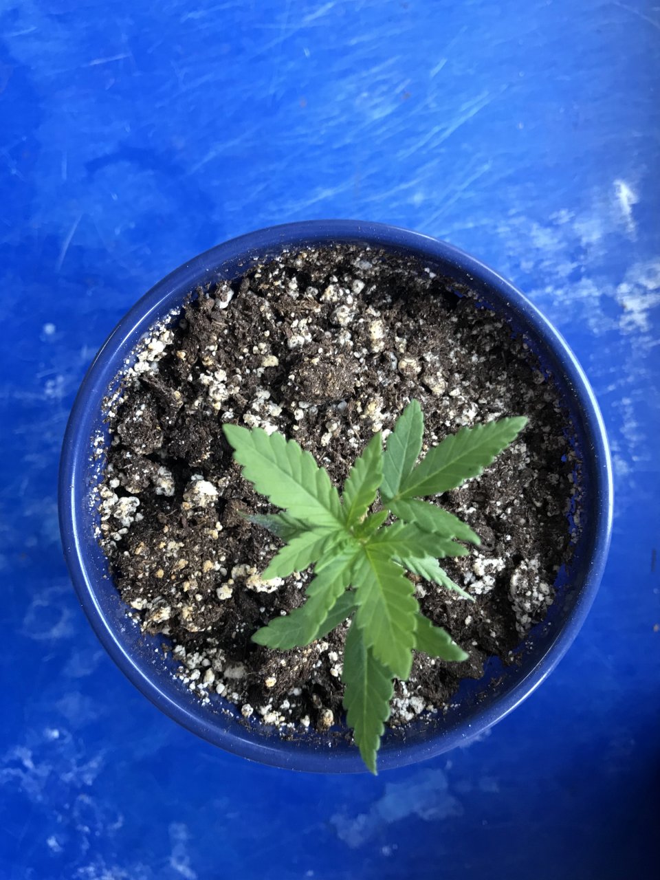 Black Jack F1 Fast-Day 18-f.jpg