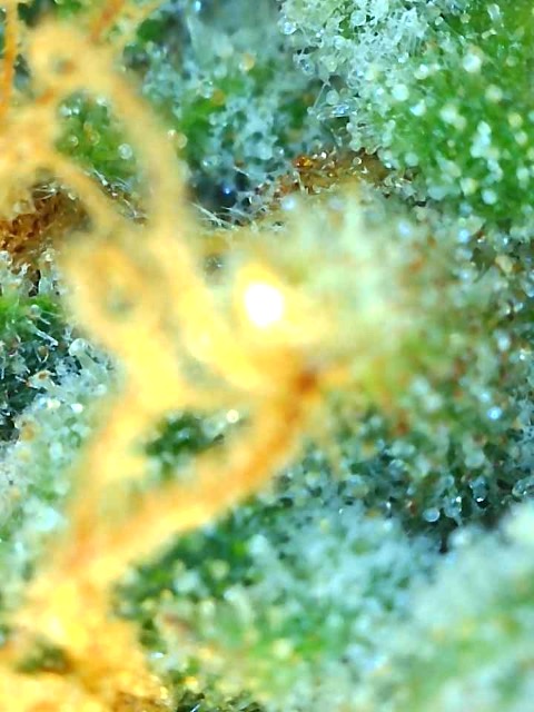 Black Jack F1 Fast-Day 58F-t.jpg