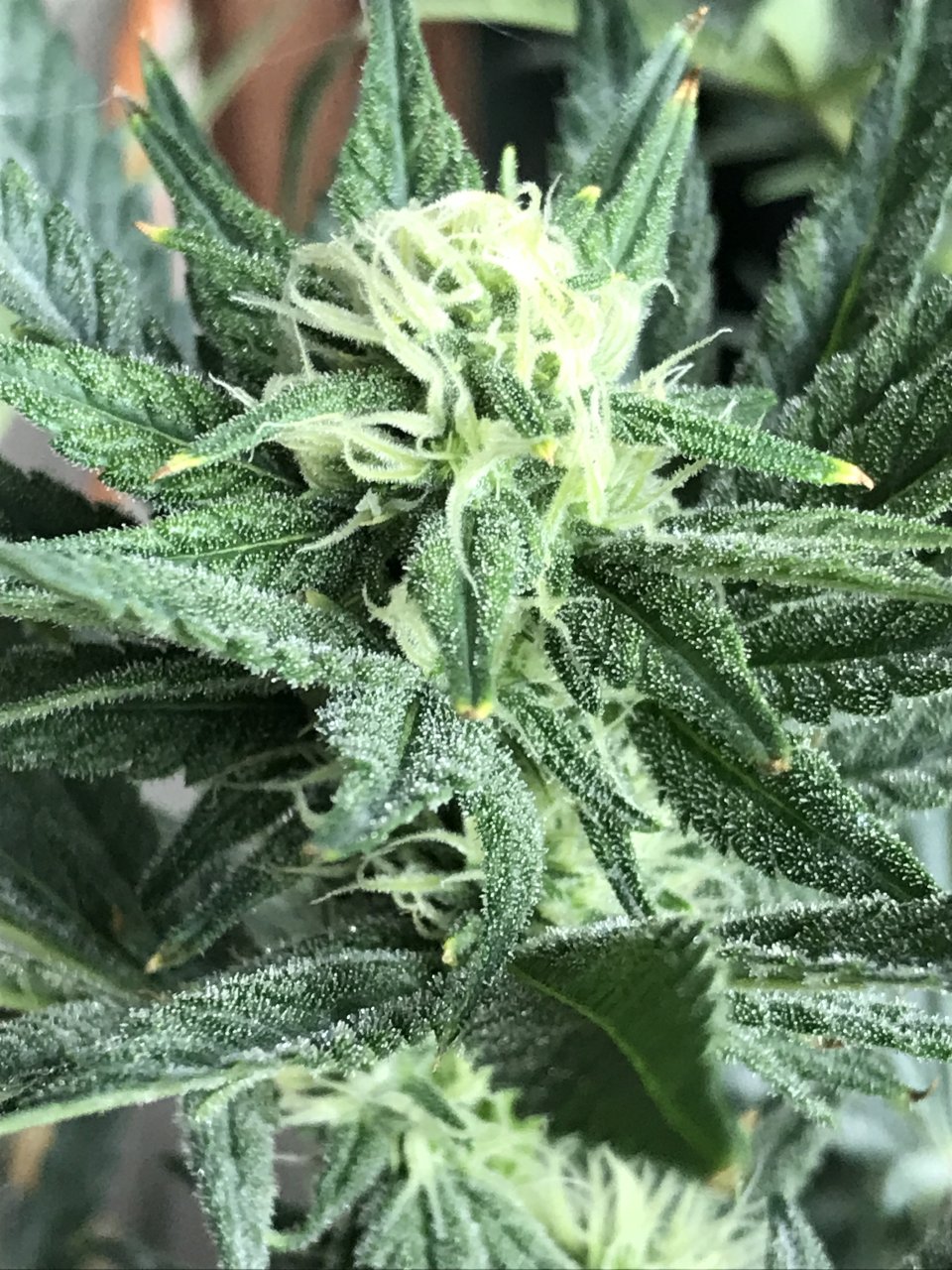 Black Jack Fast-Day 17F-l.JPG