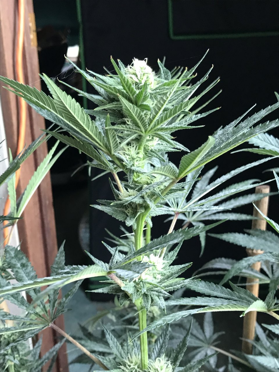 Black Jack Fast-Day 17F-m.JPG