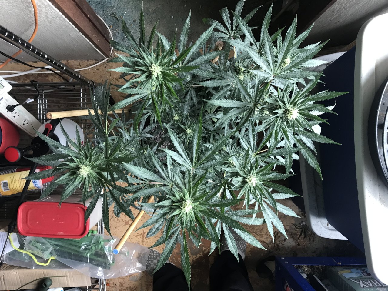 Black Jack Fast-Day 17F-n.JPG