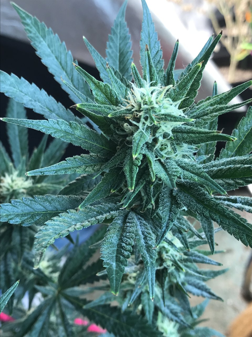 Black Jack Fast-Day 21F-q.JPG