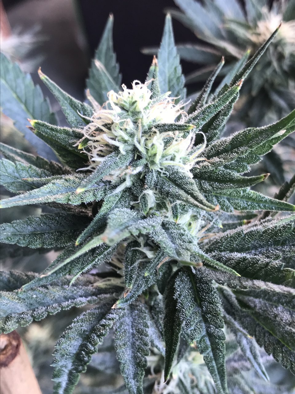 Black Jack Fast-Day 21F-r.JPG