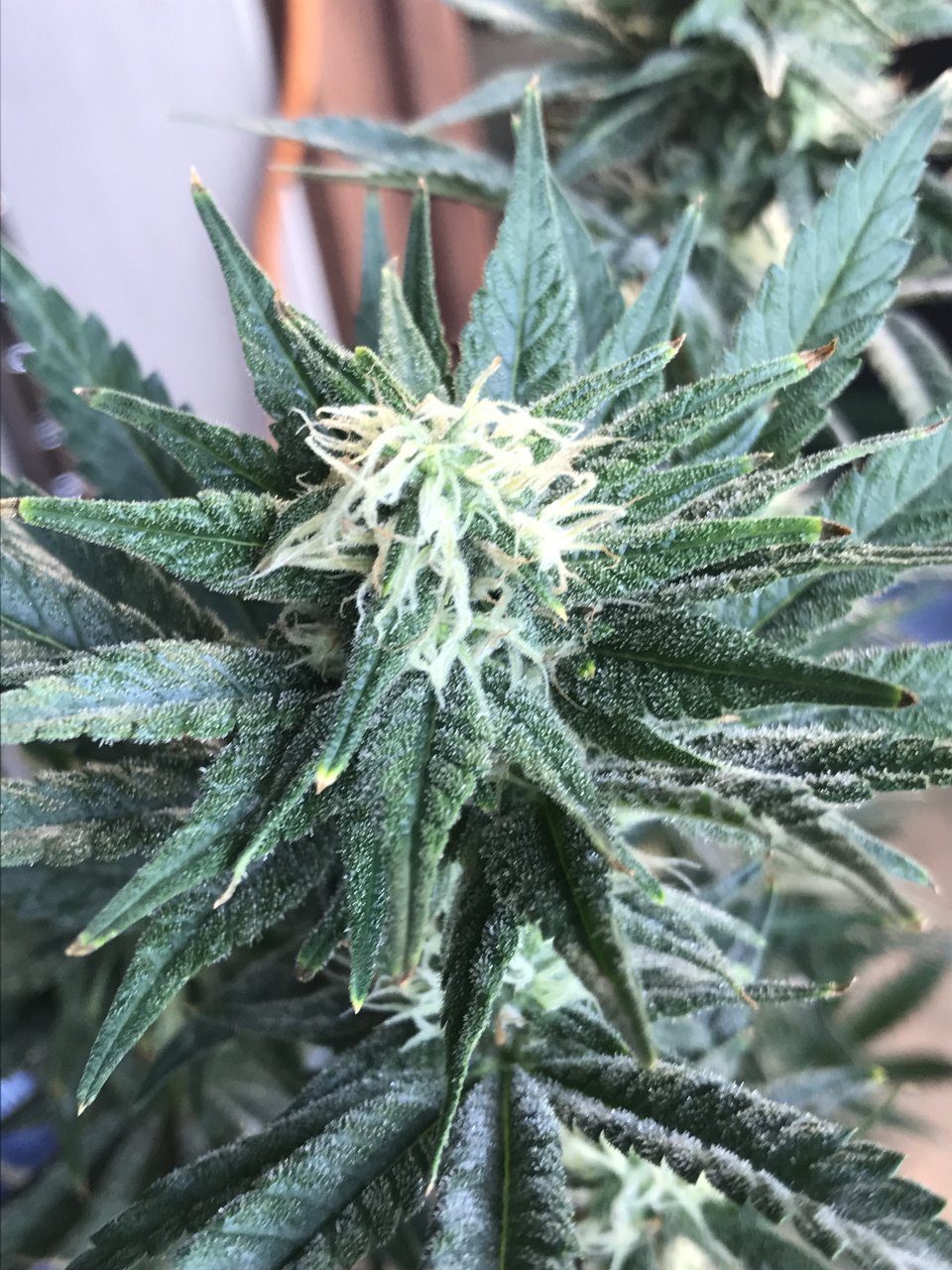 Black Jack Fast-Day 21F-s.JPG