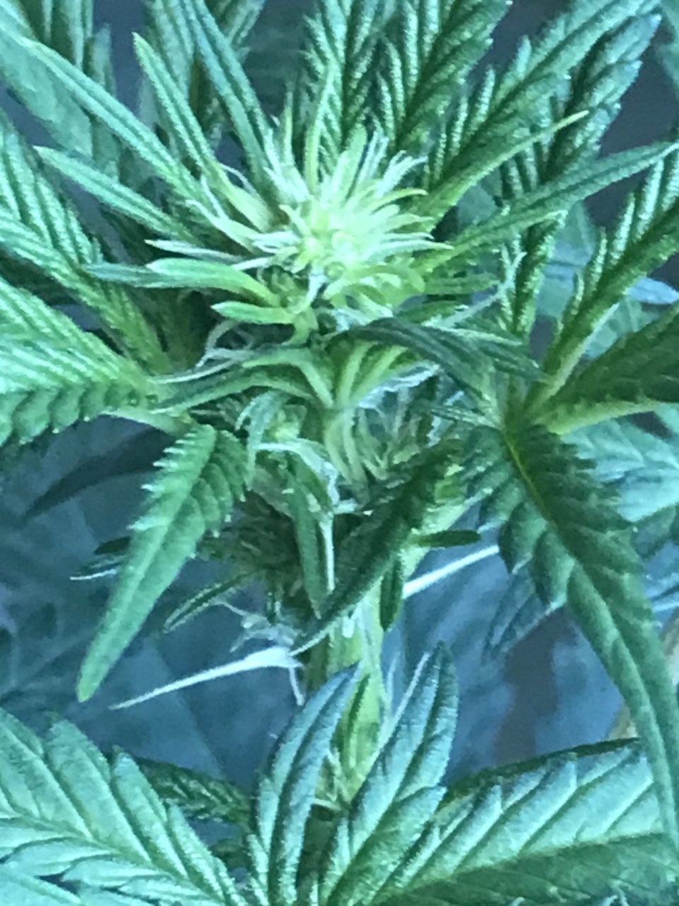 Black Jack Fast-Day 4F-r.JPG