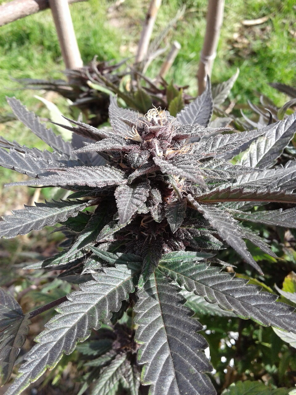 Black Peruvian Diesel at five weeks of flowering