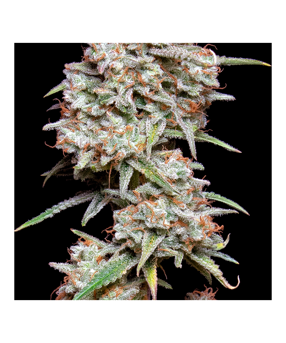 Black Runtz Strain-4.jpg