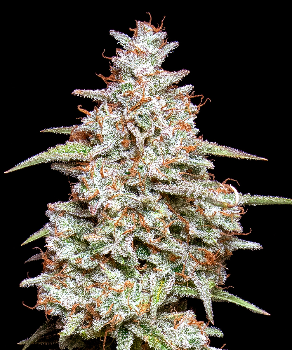 Black Runtz Strain.jpg